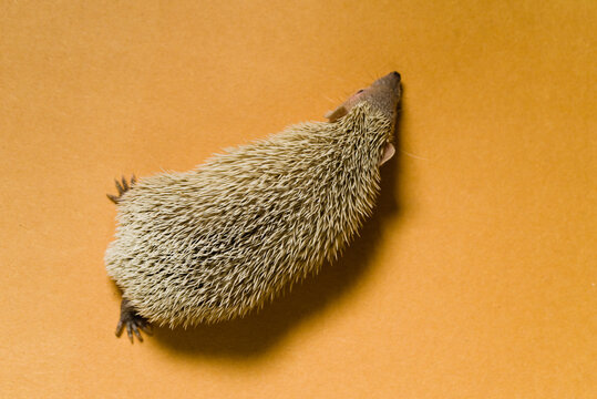 Tenrec from above