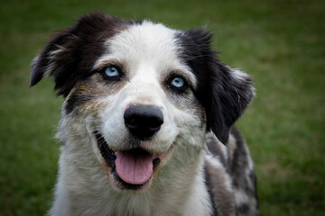 Perro mestizo con mirada tierna  en un pastizal 