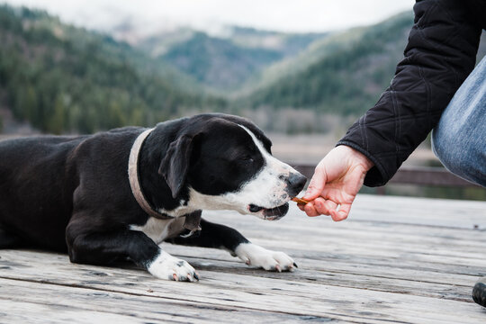 Dog Eating Snacks Being Fed To Her