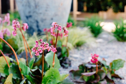 Bergenia Cordifolia in flower in a sunny gravel garden.