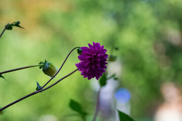 purple flower