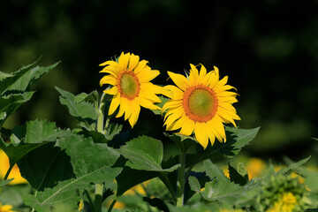 Sunflowers