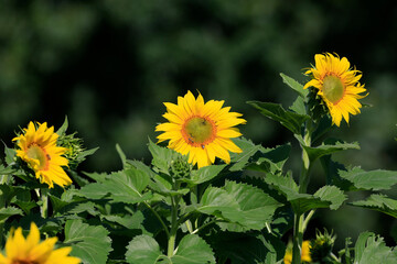 Sunflowers