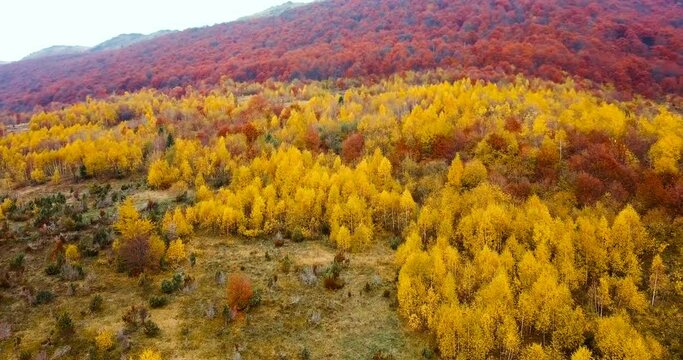 Flying above beautiful autumn forest in Carpathian mountains. Yellow birch and red beech trees. Aerial view.
