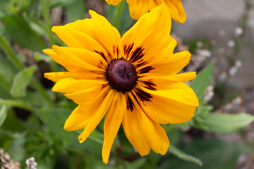 A Single Black Eyed Susan Rudbeckia hirta