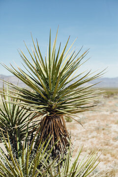 Yucca Tree