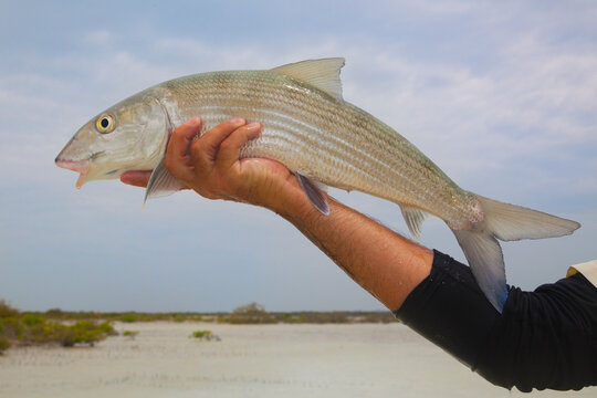 Flyfishing