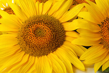 Beautiful bright blooming sunflowers as background, closeup
