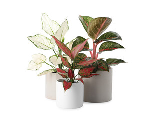 Fototapeta na wymiar Beautiful Aglaonema plants in flowerpots isolated on white. House decor