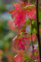 Red Fall Leaves 