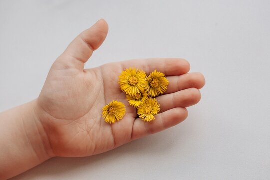 Boy's open hand with little yellow flowers on it