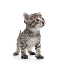 Cute tabby kitten on white background