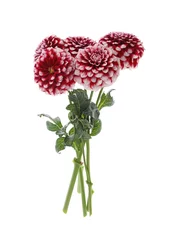 Foto op Plexiglas Beautiful red dahlia flowers on white background © New Africa