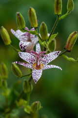White and Purple Spotted Orchid with Purple Stigma and Yellow center