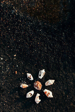Star of Seashells on a Rock