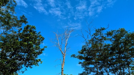 sky and tree
