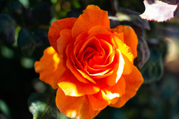 A Single Orange Rose 