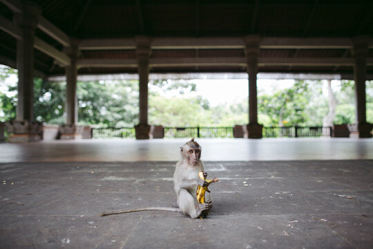 Young monkey holding banana