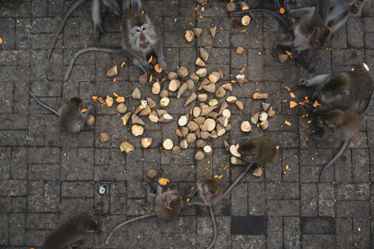 Monkeys eating potatoes from above