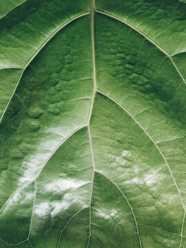 Fiddle Leaf Fig Leaf