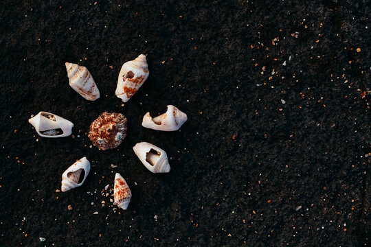 Star of Seashells on a Rock