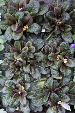 Primroses lined up for sale