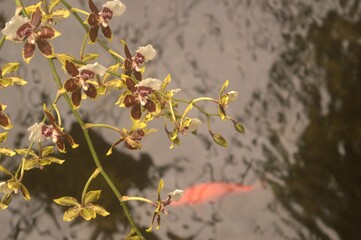 Flower over a fish pond