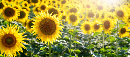 Farming Yellow sunflowers on a field. Agricultural concept with yellow sunflowers.