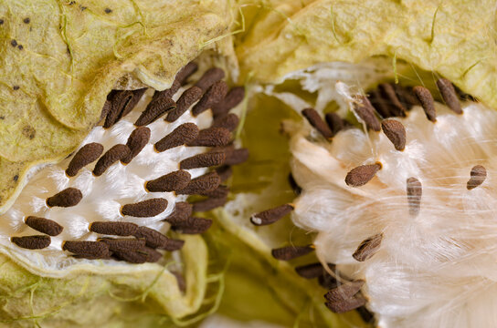 Milkweed seeds emerging from pod