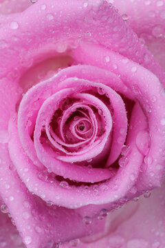 Pink rose after the rain