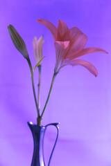 Pink flowers in a metal vase with bluish background