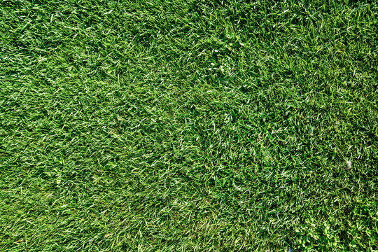Close up view of green grass or lawn of a play ground, park or field
