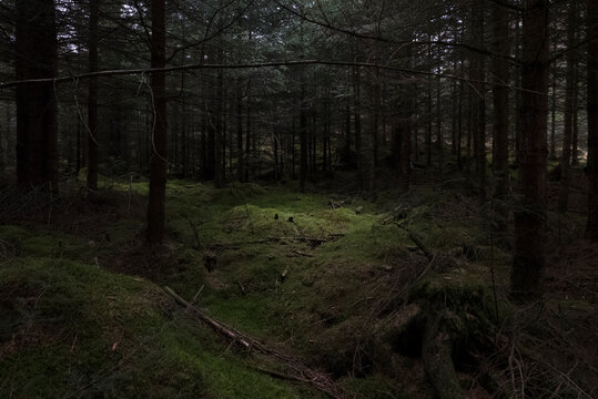 Light dell in middle of woodlands in the highlands