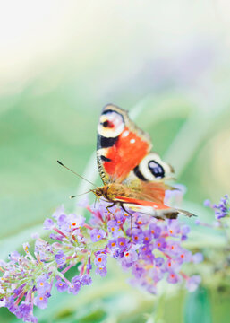Extreme close up of red butterfly sucking nectar out of purple Buddleja flowers