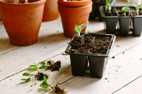 Echinacea seedlings on the potting bench