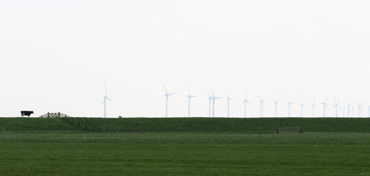 Cow looking at endless row of windmills