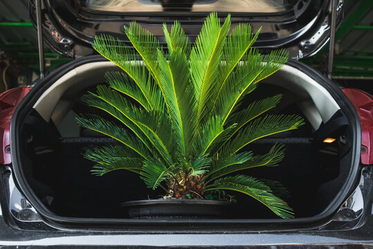 Ornamental plants in the car