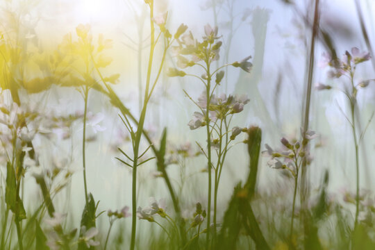 The blurred view while lying down in a field of wildflowers