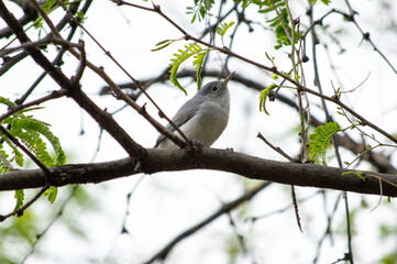 Perlita Azulgris en árbol