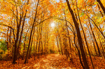 autumn forest in the morning with warm tender soft sunny rays going through the golden colored trees