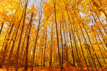 inviting view on amber, golden, yellow autumn forest, trees, sunny beautiful enjoyable day 