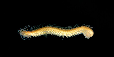Epigamia magna free swimming worm