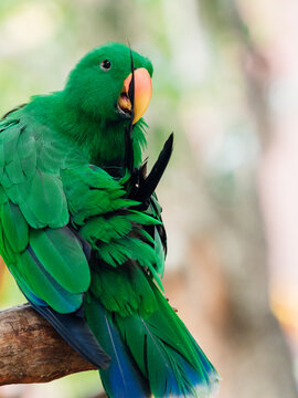 green parrot