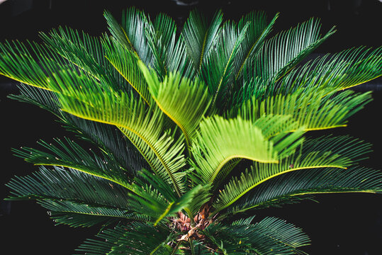 Ornamental plants in the car