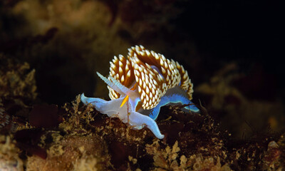 Hermissenda opalescens