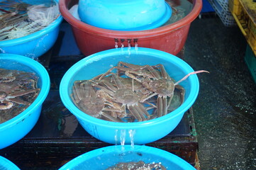 고무대야에 있는 대게