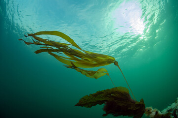 Bull Kelp from British Columbia