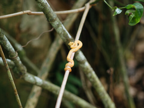 Venomous Snake