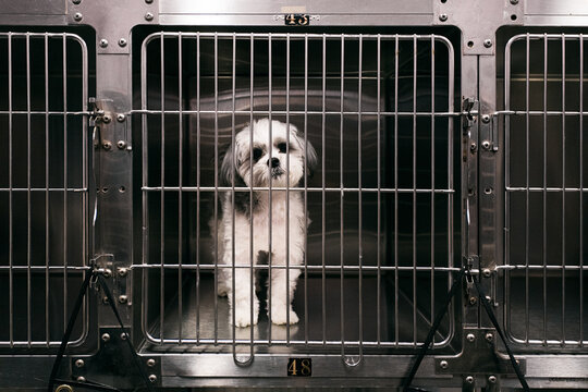 Day Camp: Dog In Cage Before Bathtime