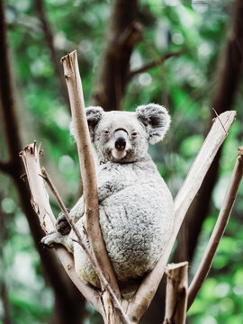 Koala bear